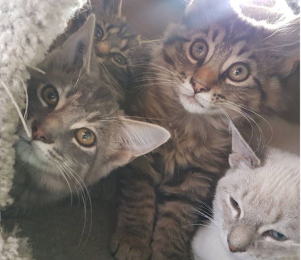 A file photo of cats at the Edmonton Humane Society.