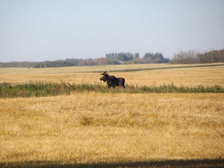 Garry Loehr took this Your Saskatchewan photo for Oct. 28 near Muenster