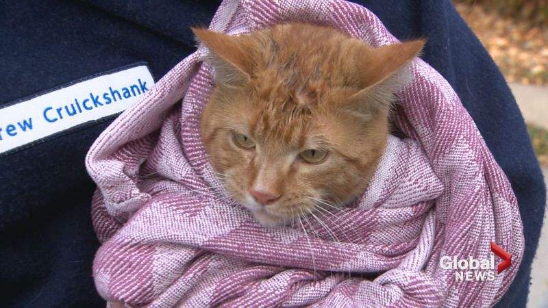 A cat saved from a house fire along Flett Drive N.E. in Airdrie on Wednesday, Oct. 11, 2017.