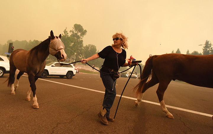 A woman evacuates horses as strong Santa Ana winds blow fire and smoke from the Canyon 2 Fire toward them on October 9, 2017 in Orange, California.