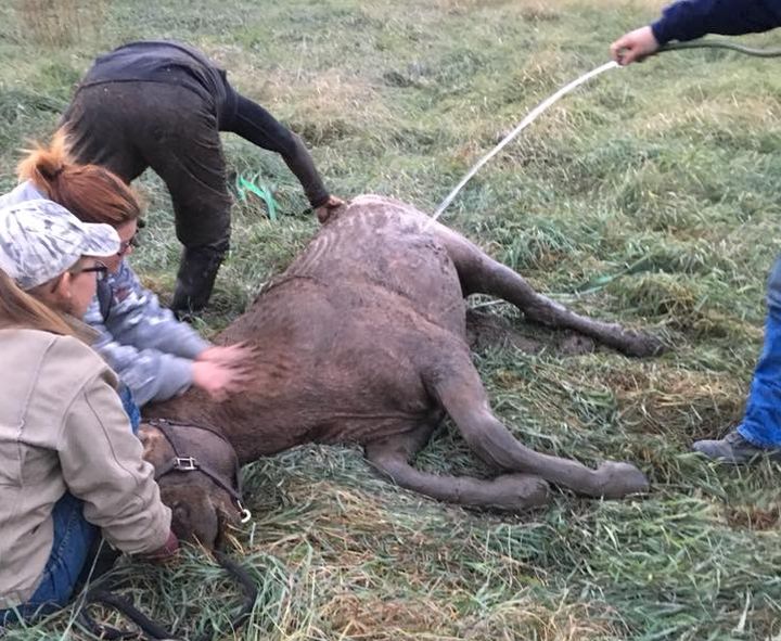 Digger, a 17-year-old Morgan stud, died Sunday after he was rescued from a sewage pit.

