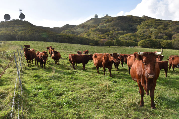 Cattle near radar facilities in Hokkaido