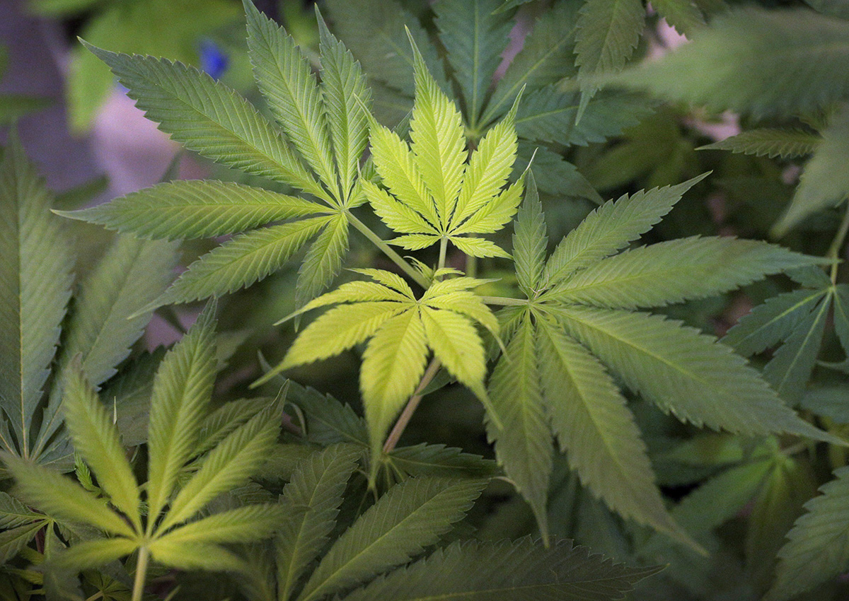 A file photo of a marijuana plant.