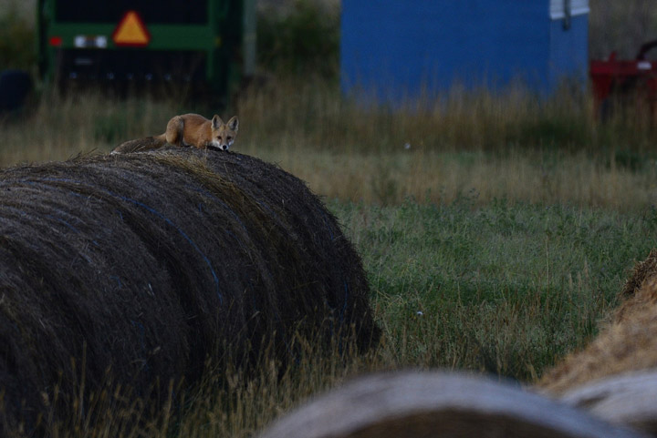 The Nov. 6 Your Saskatchewan photo was taken by Brenda Reifferscheid near Humboldt.