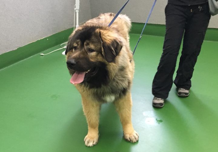 This dog’s owner has been charged after a photo showing the pet on an open truck was circulated on social media in Alberta.