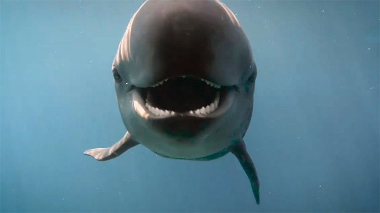 Chester the false killer whale seen in an undated handout from the Vancouver Aquarium.