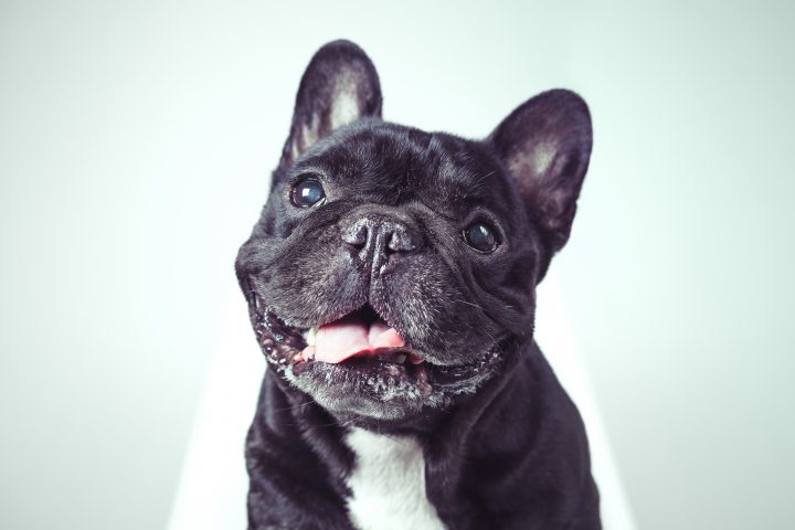 A new study says owning a dog can lower chances of developing heart problems.