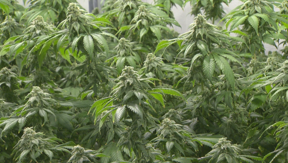 OSC issues cease-trade order for any securities issued by CanniMed Therapeutics has a defence against Aurora Cannabis’s hostile takeover bid.