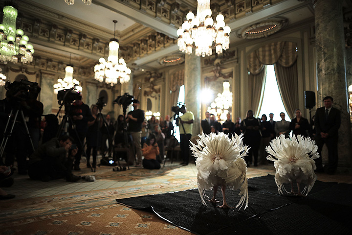 Drumstick and Wishbone, the National Thanksgiving Turkey and its alternate ‘wingman,’ are introduced during an event hosted by The National Turkey Federation at the Williard InterContinental November 20, 2017 in Washington, DC.