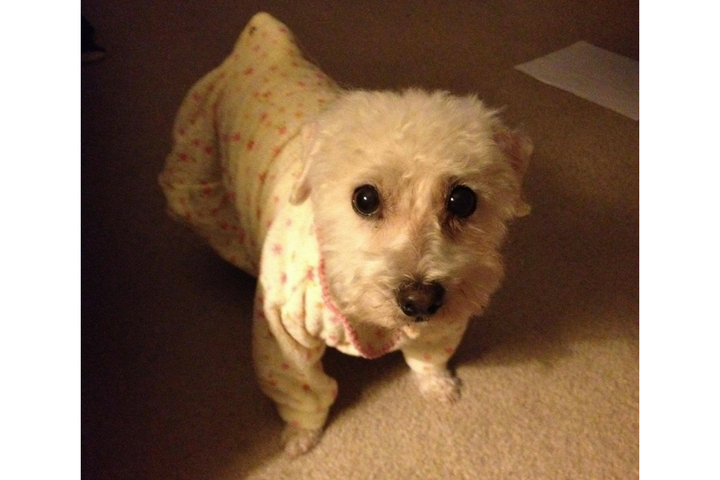 Brewster died after being mauled at a Petsmart grooming centre.
