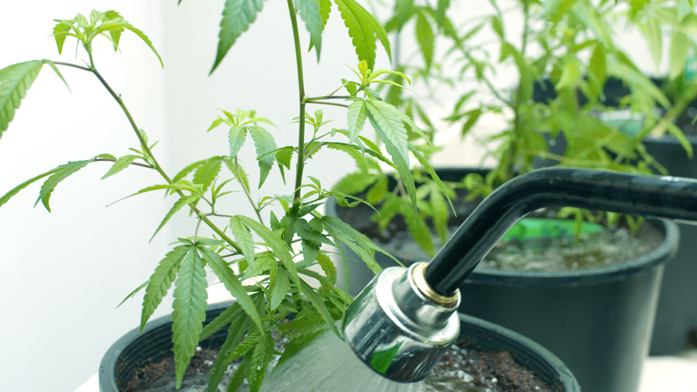 The Quebec government says it won't change its marijuana legislation despite getting a warning from the federal government over allowing cannabis plants at home.