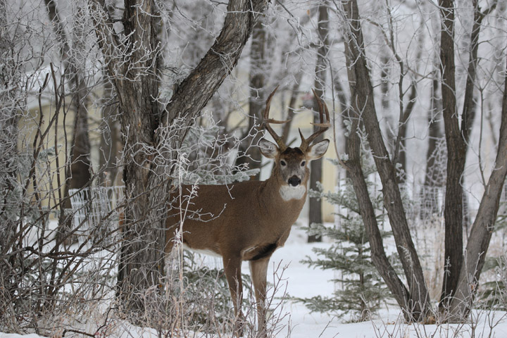 The Dec. 27 Your Saskatchewan photo was taken near Saskatoon by Brenda Gawluk.