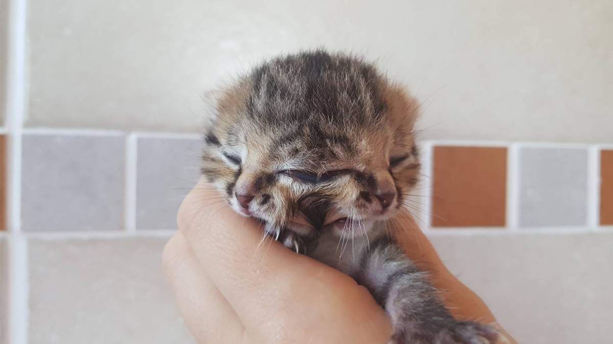 Bettie Bee was born with  two noses, two mouths and three eyes.