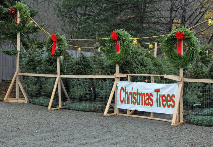 In 2016, roughly 5,000 Christmas trees were taken to the City of Saskatoon’s drop-off locations to be processed into mulch and compost.