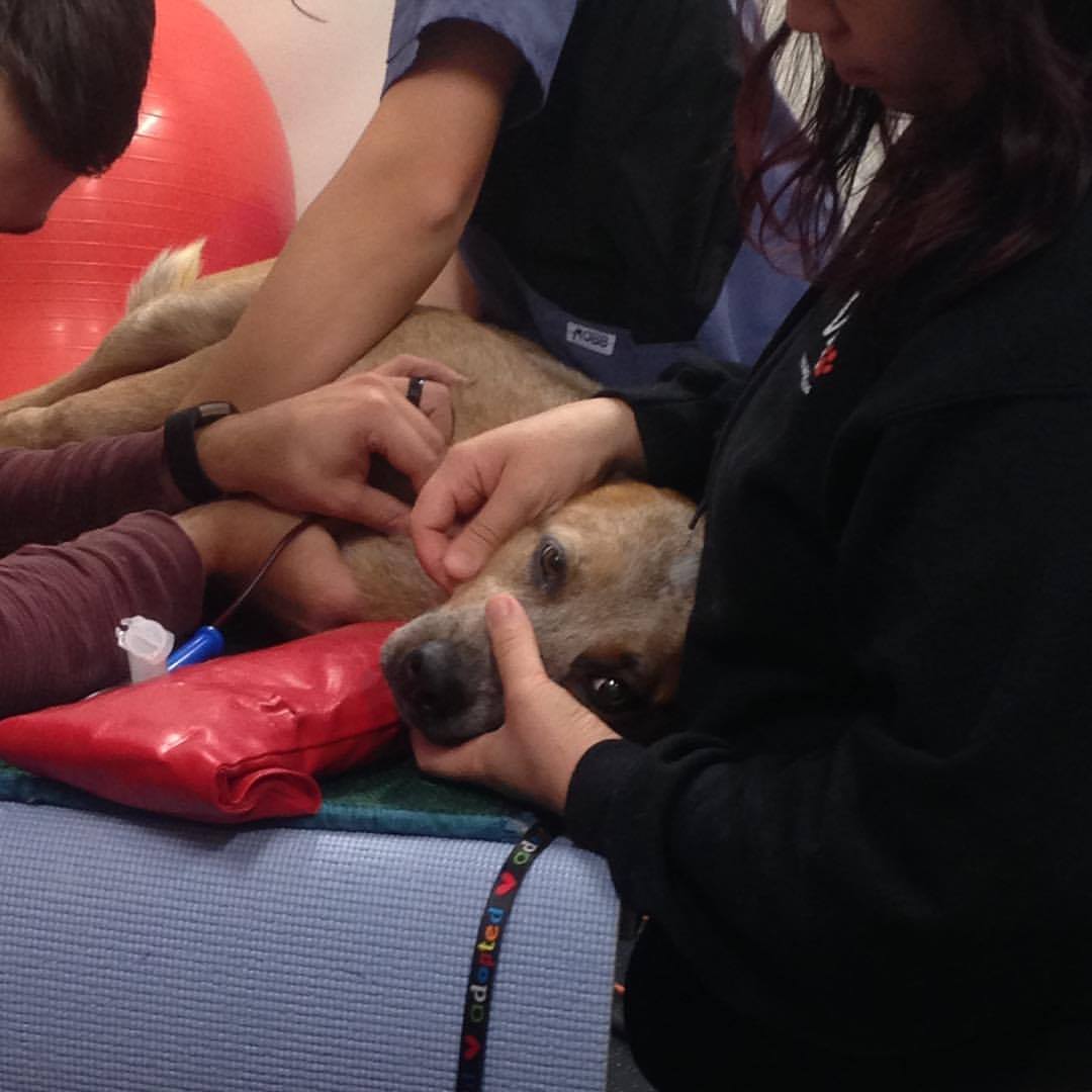 A dog donating to the Canadian Animal Blood Bank.