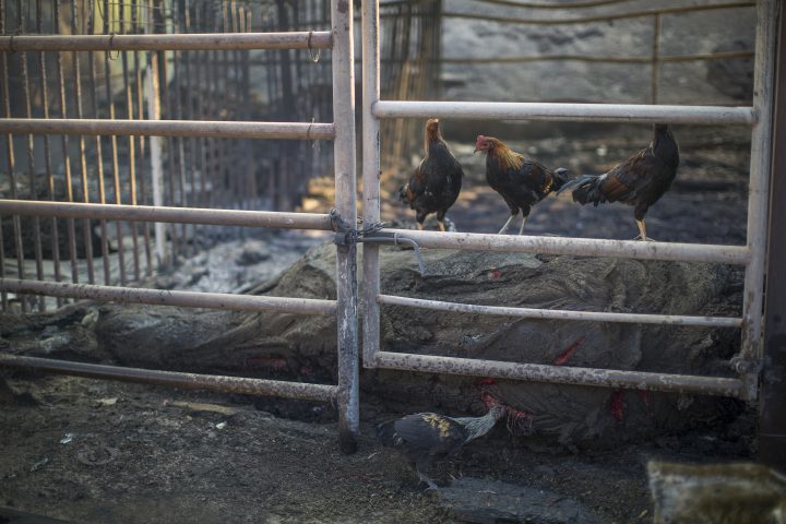 Chickens peck at one of 29 horses killed at Rancho Padilla.