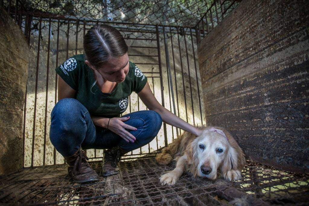   Humane Society International's Canadian branch says 50 dogs have
arrived in the last five days and are bound for shelters and rescue
groups in Ontario and Quebec.
