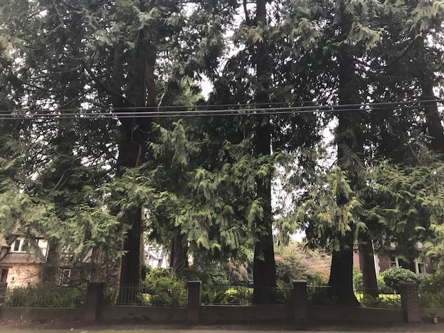 Vancouver woman being charged Empty Homes Tax for land with no home on it - image