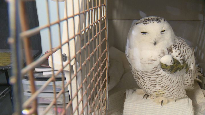 Tahoe is receiving daily pain medication, physiotherapy and food service at Salthaven West.