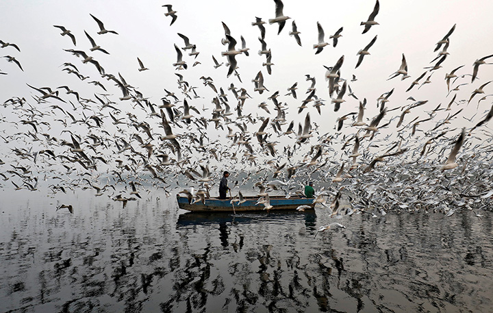 Men feed seagulls along the Yamuna River on a smoggy morning in New Delhi, India, November 17, 2017.