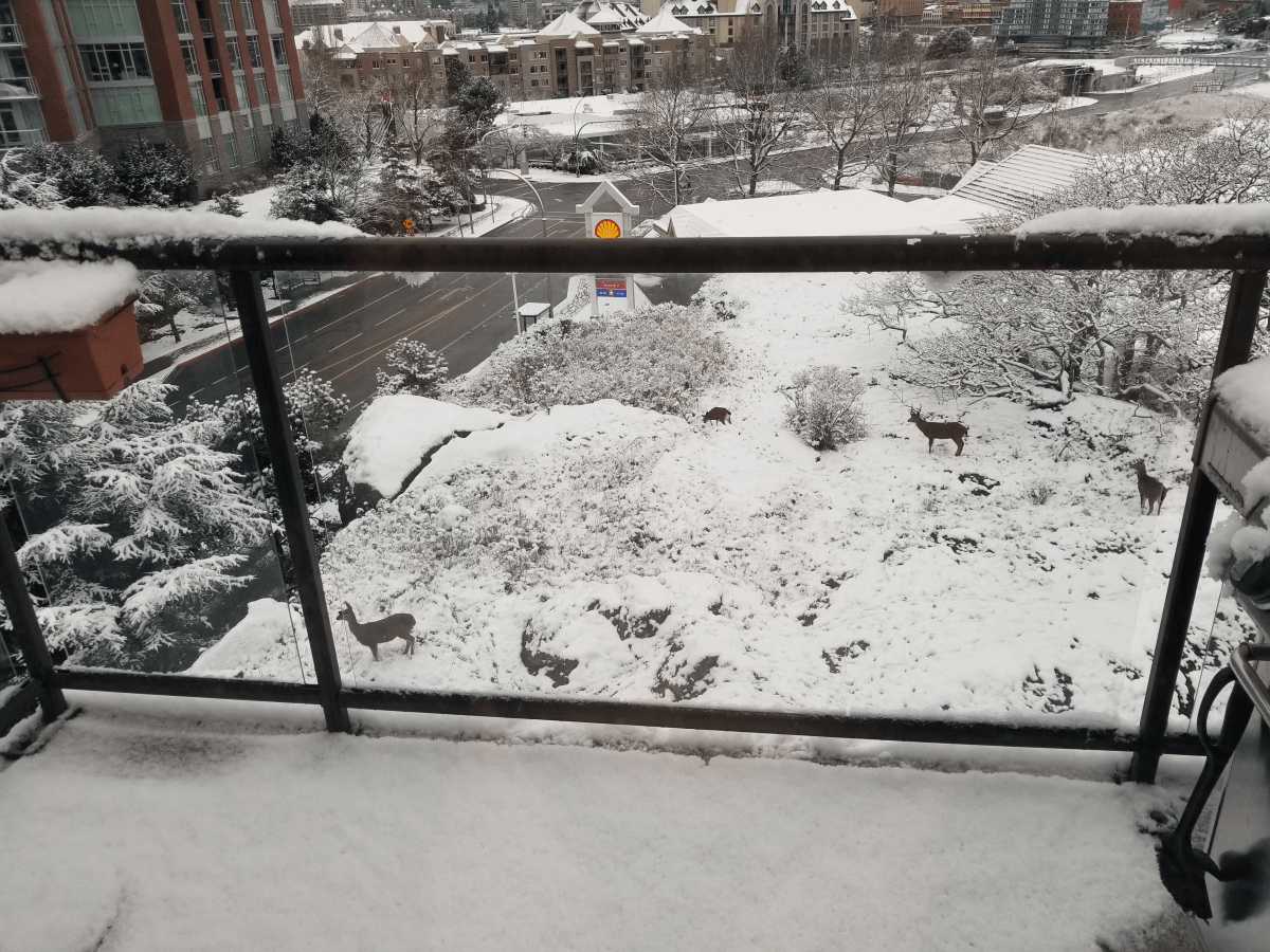 Deer traipse through snow on the ground in Victoria on Dec. 25, 2017.
