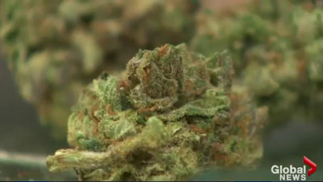 Cannabis dispensary held up in Halifax, suspects sought: police - image