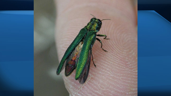 The Maritimes are being warned about the arrival of the invasive, tree-destroying emerald ash borer.