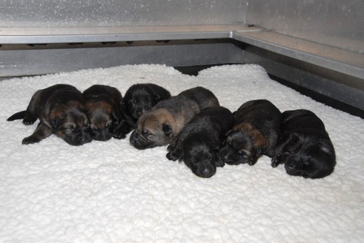 The RCMP’s newest puppy recruits need names.