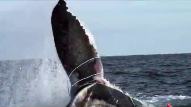 Canada's Fisheries minister has announced the closure of six fishing areas after spotting two North Atlantic Right Whales in the area .