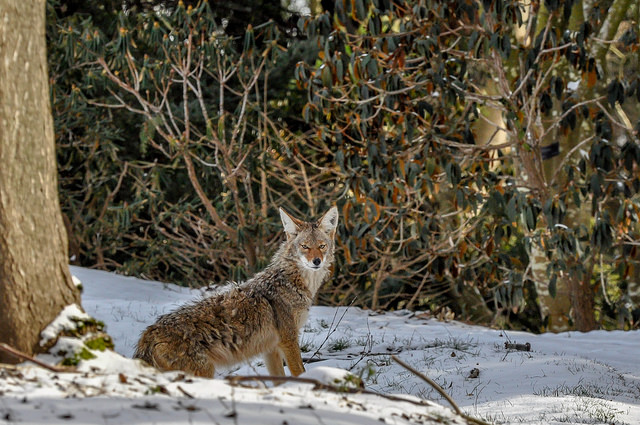 A coyote looks at the camera in this file photo.