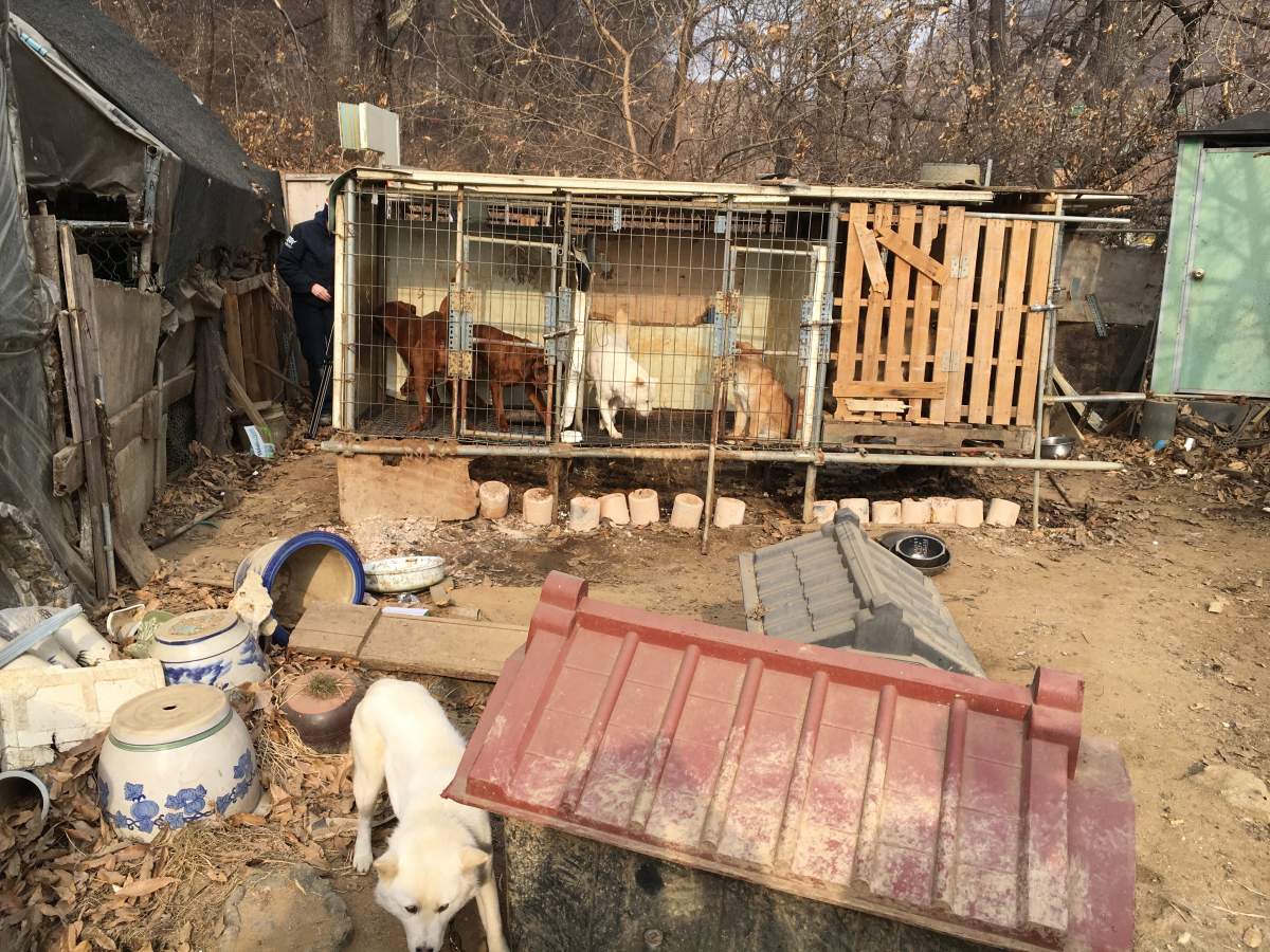 Dogs in cages.