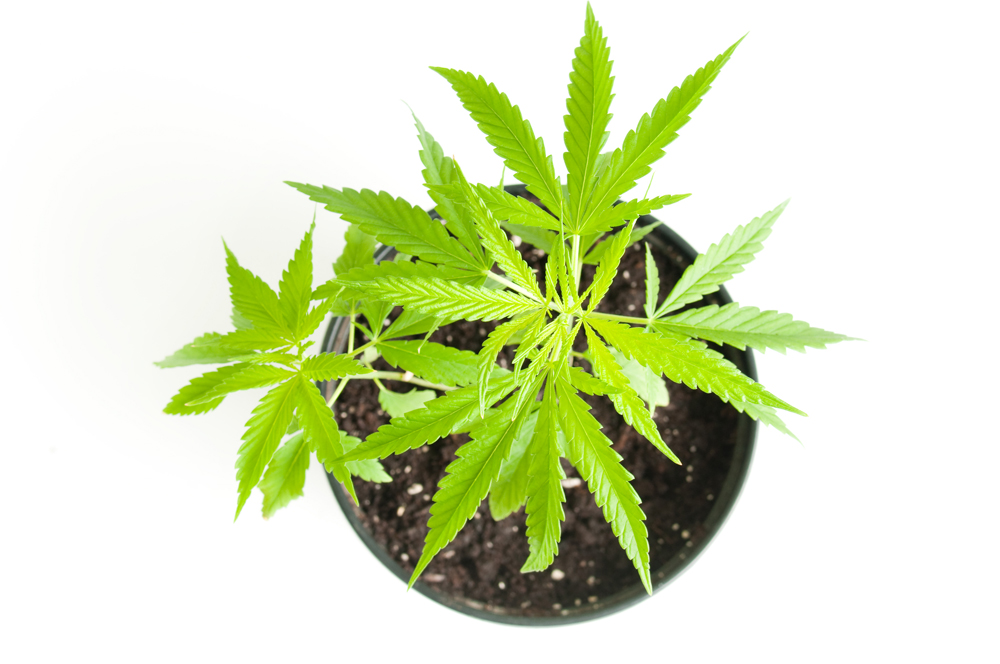 B.C. government projects $75M in pot tax revenue. That’s lowballing it, says pot activist - image
