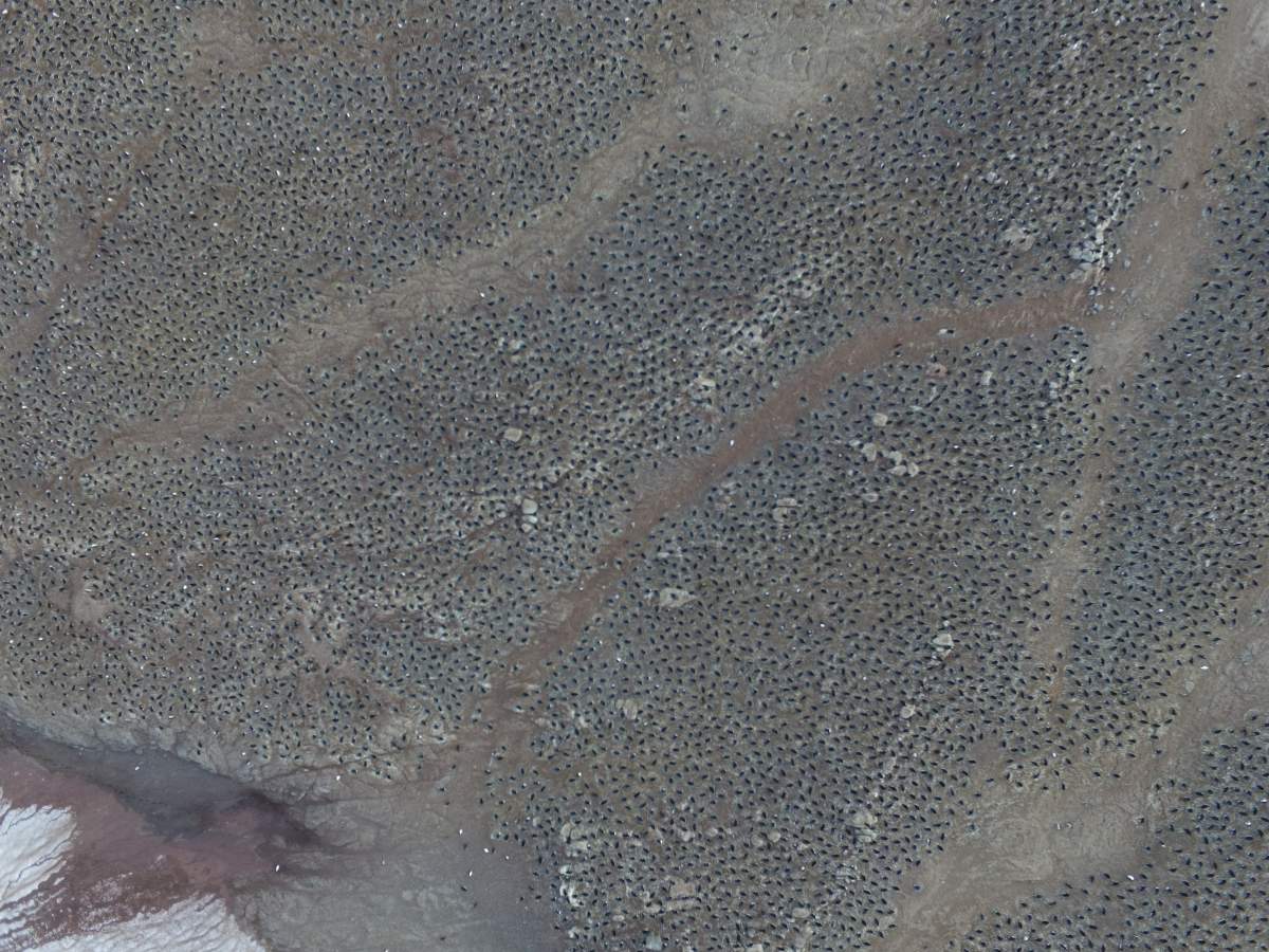 Quadcopter aerial imagery of Adélie penguin breeding colonies on Heroina Island, Danger Islands, Antarctica