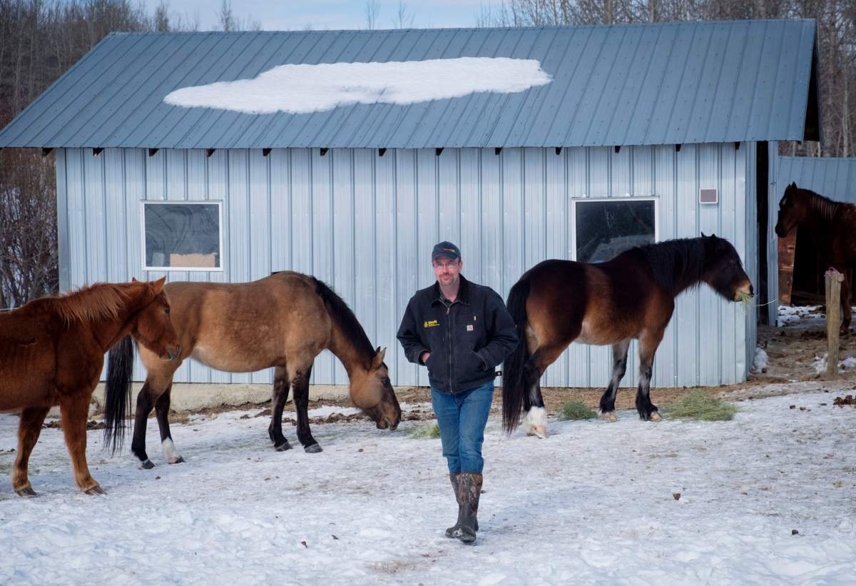 Farmer David Reid feeds his horses on his farm near Cremona, Alta., Thursday, March 1, 2018. Reid has seen a rise in rural crime in the area his family has been farming for over 100 years.