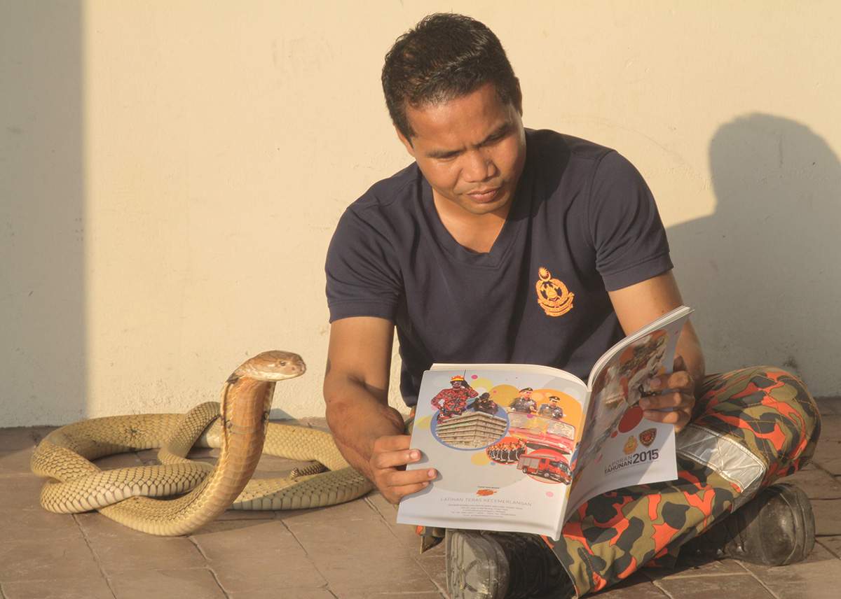 Abu Zarin Hussin reads a story to one of his pet King Cobras on March 15, 2017 in Kelantan, Malaysia.
