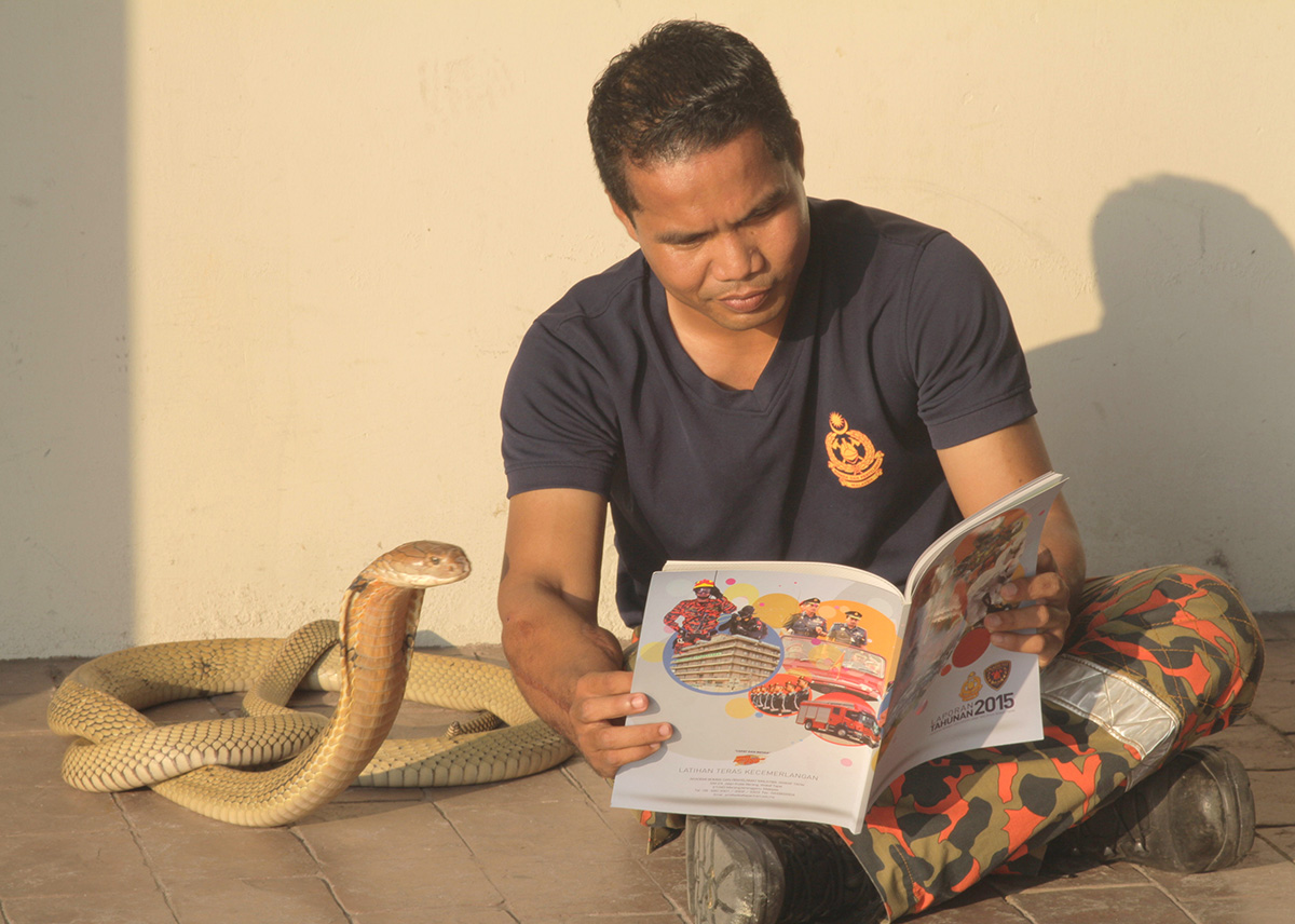 Snake whisperer Abu Zarin Hussin watches TV, plays soccer and reads bedtime stories to his 14ft venomous King Cobras.