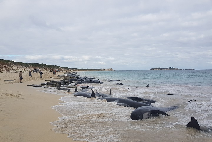 Stranded whales on the beach at Hamelin Bay are seen in this picture obtained from social media, March 23, 2018, in Australia.