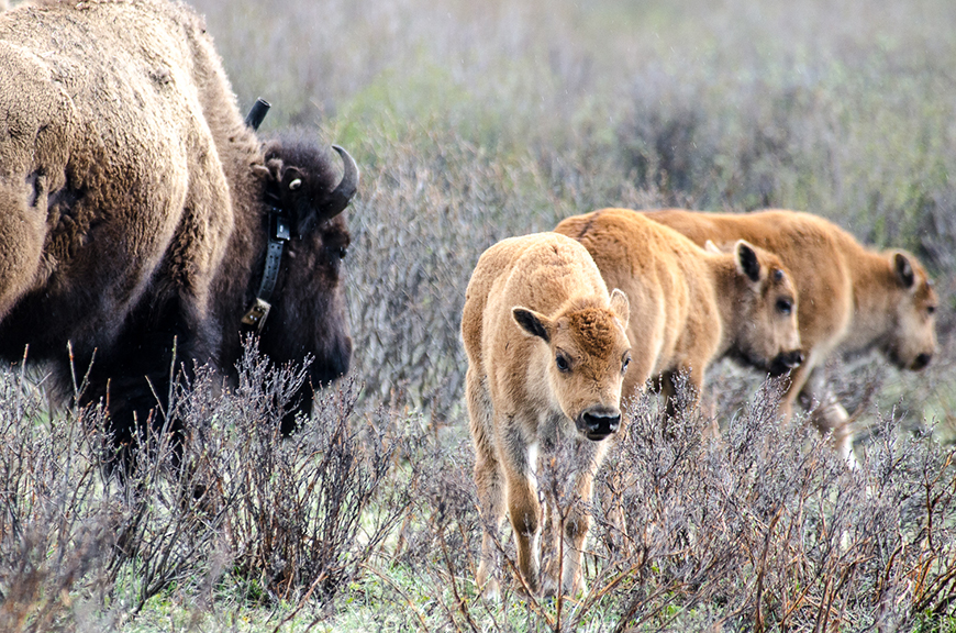 Bison calves are seen in Banff National Park.