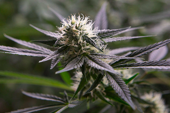 A marijuana plant pictured in a Whitby, Ont. growing facility in this February 26, 2018 file photo. 