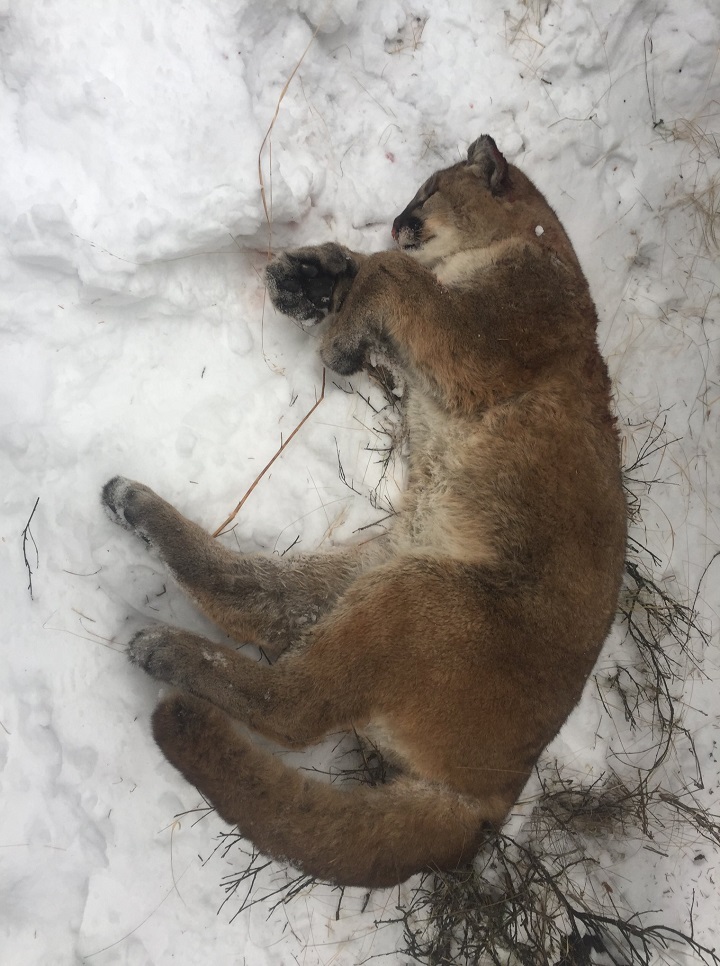 Occupants of black pickup truck considered ‘persons of interest’ in illegal cougar killing near Cochrane - image
