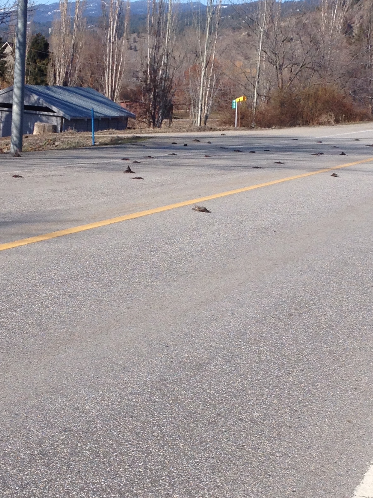 Mass bird death investigated in south Okanagan - image