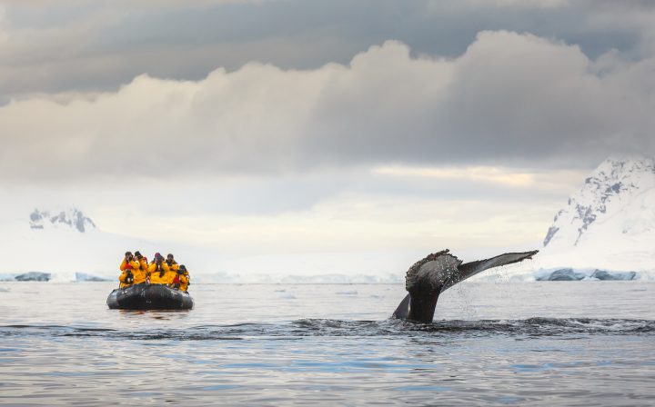 Tourists look on as a humpback whale flukes as it dives deep to feed in Antarctica.
