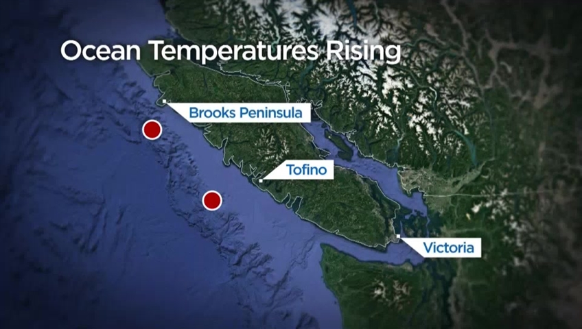 A map showing where the swordfish, near Brooks Peninsula, and the loggerhead turtle, near Tofino, were spotted.