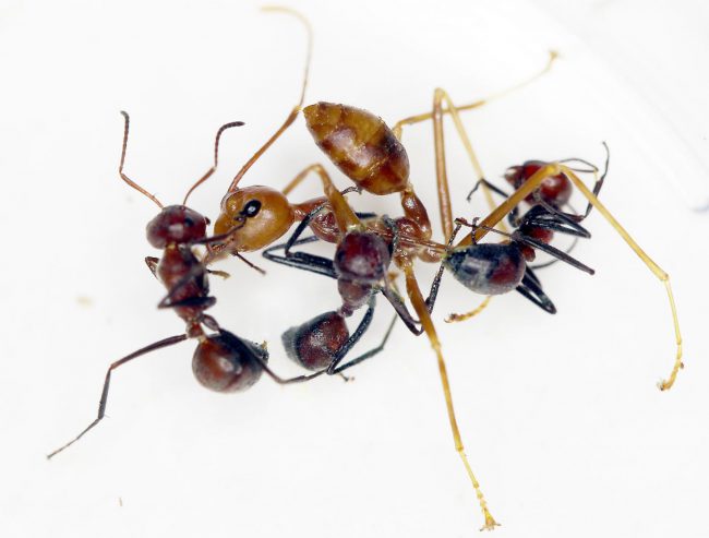 A "Colobopsis explodens" ant prepares to splatter weaver ants with goo in an experimental setting.