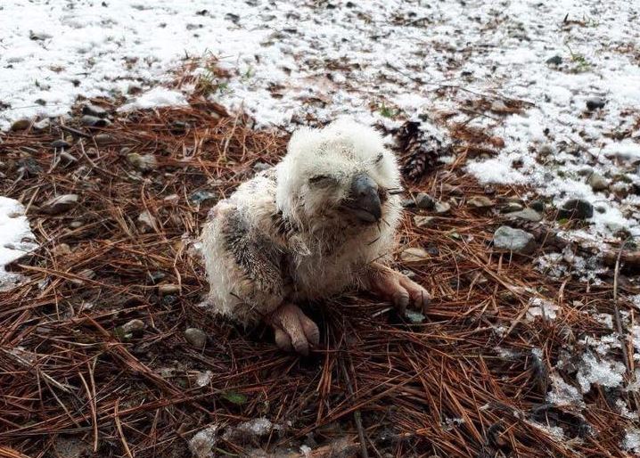 The baby owl, believed to be about a week old, was discovered by London police officers out for a training exercise.