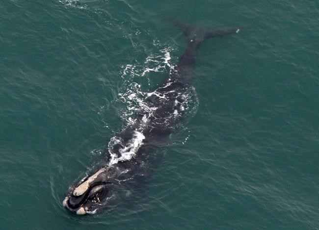 Marine mammal experts have warned that this could be the beginning of the end for the whales who were once favoured by hunters who dubbed them the right whales because of their slow-moving, surface-skimming behaviour that made them easy prey.