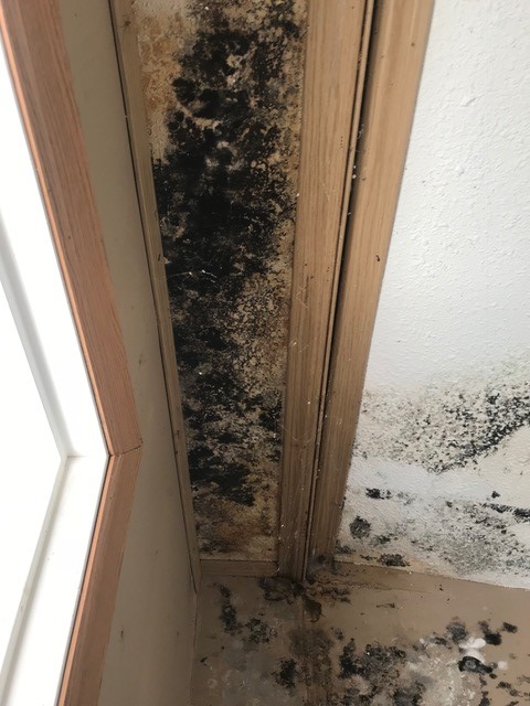 Like a ‘horror movie’: $1,600 B.C. rental packed with mould, rat poop, says man - image