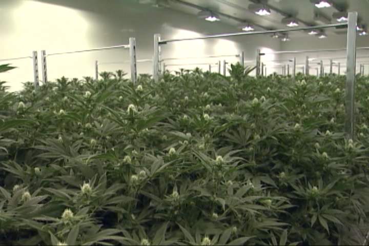 The Manitoba government has issued a request for pre-qualifications for businesses interested in selling recreational pot when it becomes legal on October 17.