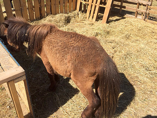 The animals were suffering from lack of adequate food, shelter and veterinary care.