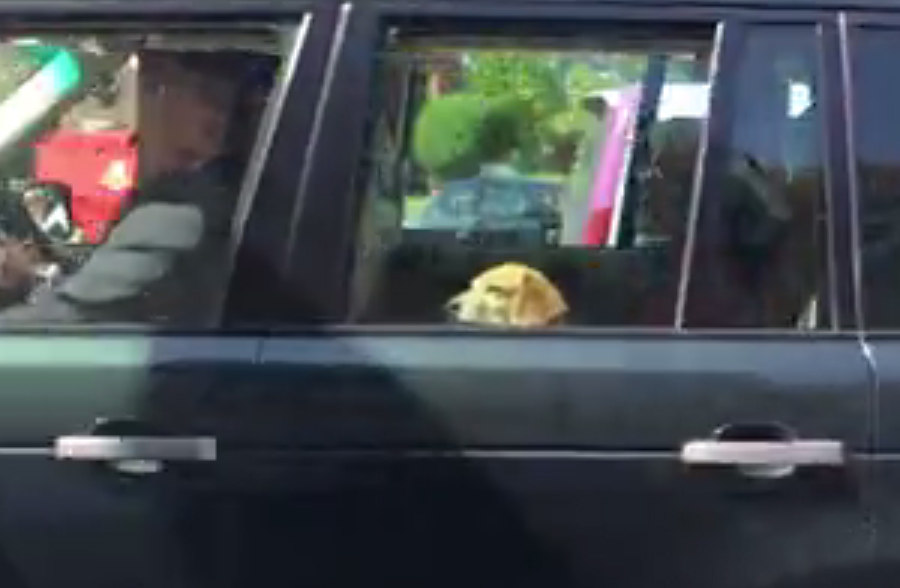 "Pray tell me, sir, whose dog are you?".